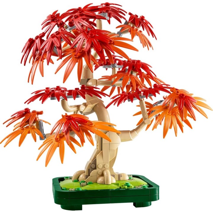 BONSAI ARCE ROJO 10348