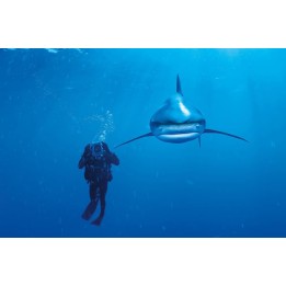 PUZZLE 1000 TIBURON BL 39303