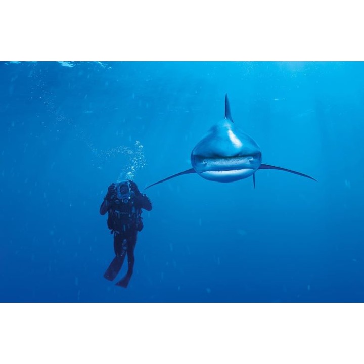 PUZZLE 1000 TIBURON BL 39303