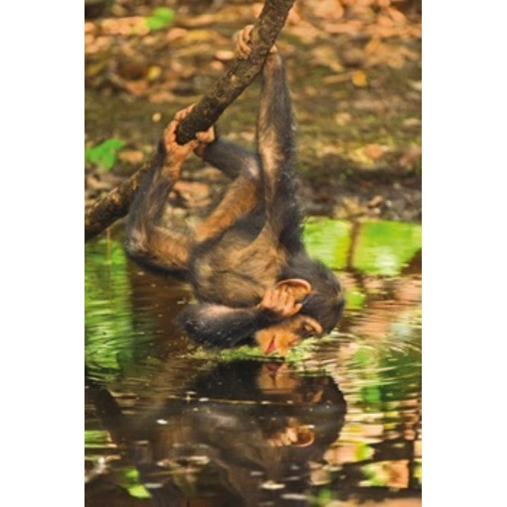 PUZZLE 1000 CHIMPANCE 39301
