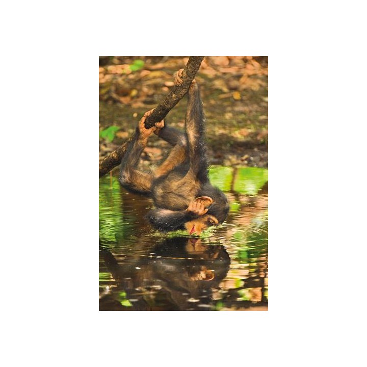 PUZZLE 1000 CHIMPANCE 39301